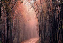 米兰体育官网-绿茵场上的迷雾：当球迷呼声撞上教练的战术板